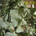 Epimedium tea is good for health